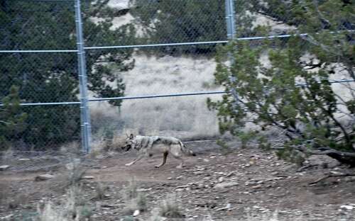 Conservation groups herald release of wolves back into New Mexico wilderness