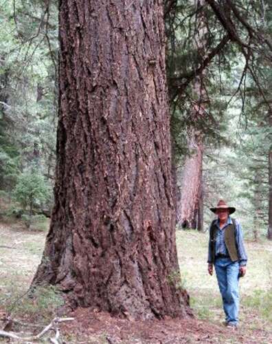 State Champion Douglas Fir North Of Town Colo S Tallest The Durango Herald