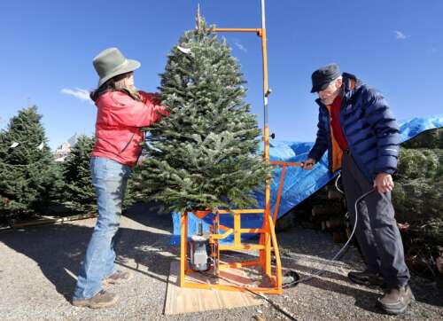 Feel good about your Christmas tree with help from Southwest Colorado conservation group - Vimarsana News
