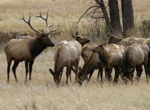 Parks and Wildlife commission rejects blaze orange requirement for bow hunters in overlap season - Vimarsana News