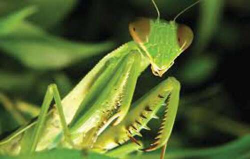 Praying Mantis in Malay