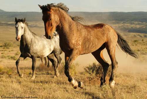 Federal land managers are planning Colorado's next wild horse roundup, ignoring pleas to stop using – The Durango Herald - Vimarsana News