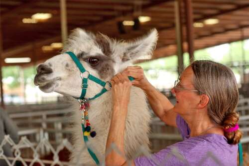 Pets, livestock among the thousands evacuated from Ruidoso wildfires – The Tri-City Record