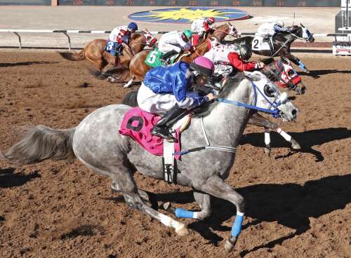 Field set for Saturday's Vista Distaff Quarter Horse Stakes