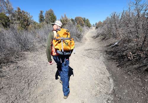 Drought amplifies beetle damage to Colorado's forests – The Durango Herald - Vimarsana News