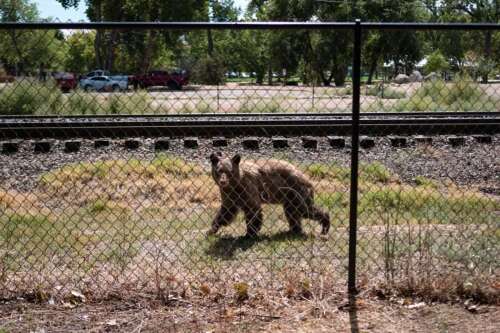 Colorado has killed 294 bears this year, more than 3 times as many as last year
