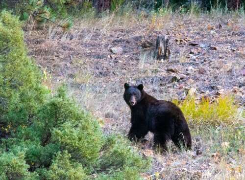 Colorado bill would make it easier to cite residents for bear conflicts