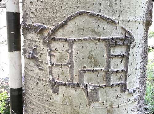 Hispanic and Basque sheepherders on Haycamp Mesa left artistic legacy in aspens - Vimarsana News