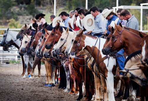 Montezuma, La Plata fairgrounds close amid 8-state outbreak of equine virus
