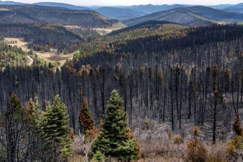 Top official during massive New Mexico blaze gets new post