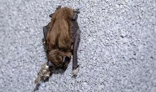 N.M. health department reports bat with rabies in Sandoval County