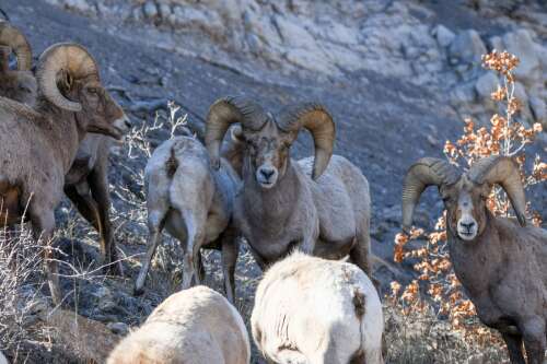 Colorado’s bighorn sheep face growing threat from respiratory disease, officials say