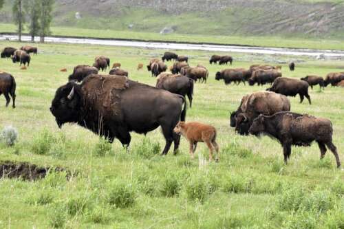 New Mexico U.S. Sen. Heinrich reintroduces act to strengthen tribal buffalo herds