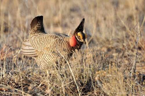 Conservationists: Ending lesser prairie chicken protections could set a troubling precedent