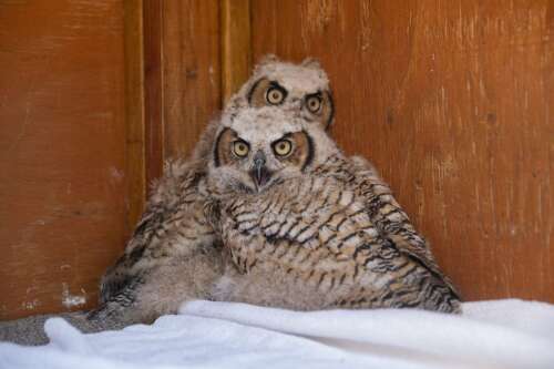 Worst Colorado avian flu outbreak kills bald eagles, threatens more