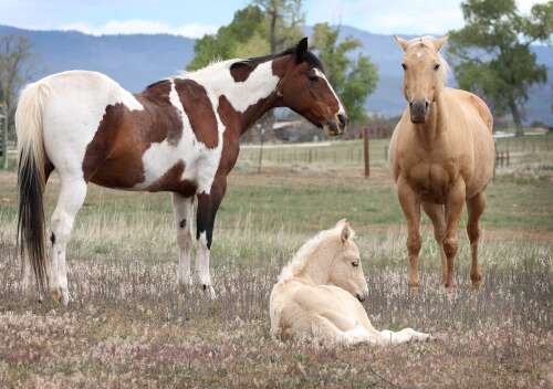Photos: Just foaling around