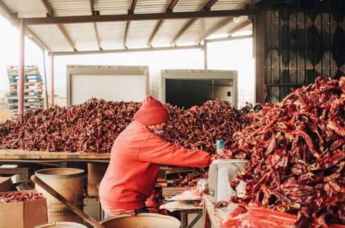 N.M. Agriculture Department touts 12% growth in food, farming economic impact in 2025