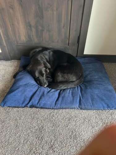 Atlas the exploring dog reunited with owners after 29 days and hundreds of miles