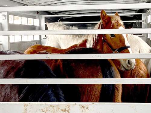 Horses rescued from remote mountain pasture in Southwest Colorado - Vimarsana News