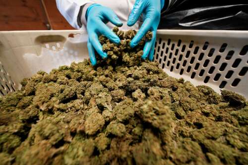 Crackdown on intoxicating hemp products could be coming to Colorado - Vimarsana News