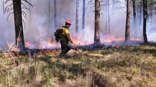 Wildfire mitigation in New Mexico down 53% since Trump took office