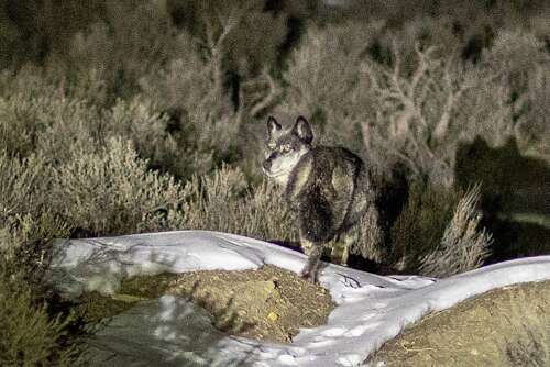 The federal government is scrutinizing Colorado’s wolf program again