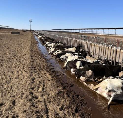 New Mexico announces agreement to test Curry County dairies’ groundwater for toxic chemicals