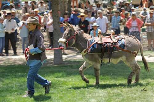 Mancos Burro Fest showcases history and burro-inspired artwork - Vimarsana News
