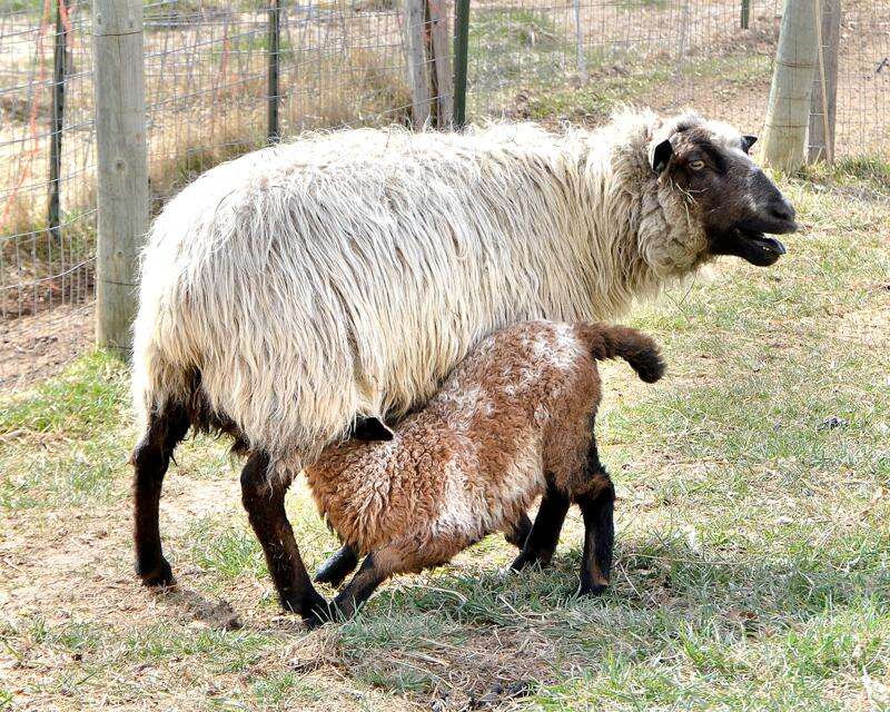 Preserving livestock under threat – The Durango Herald