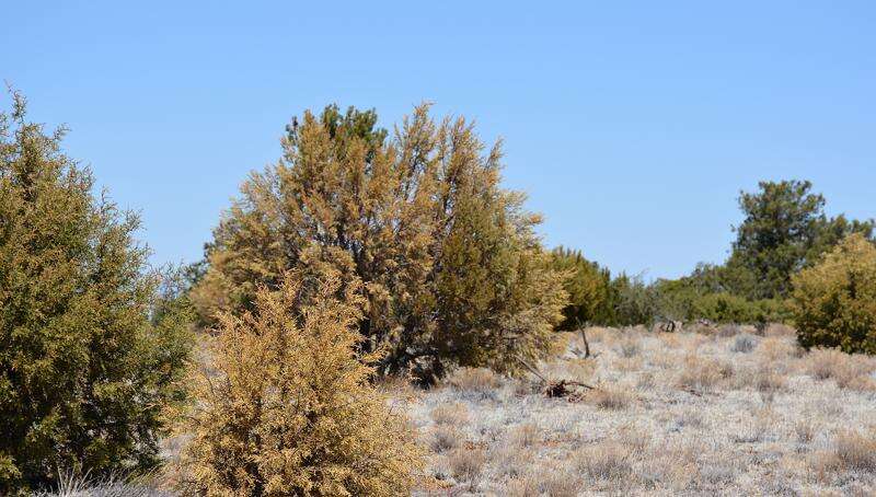 junipers desert