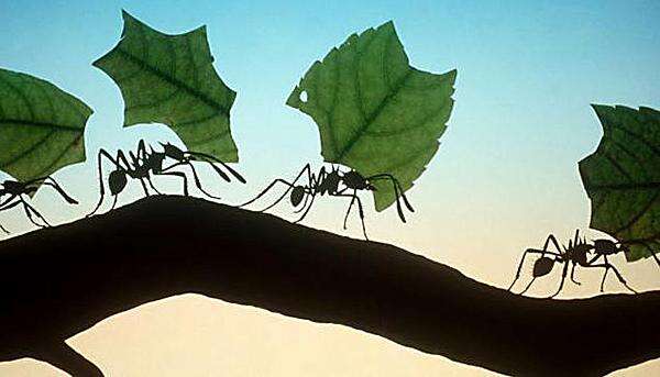 Leaf cutter ants set the standard for hard work The Durango Herald