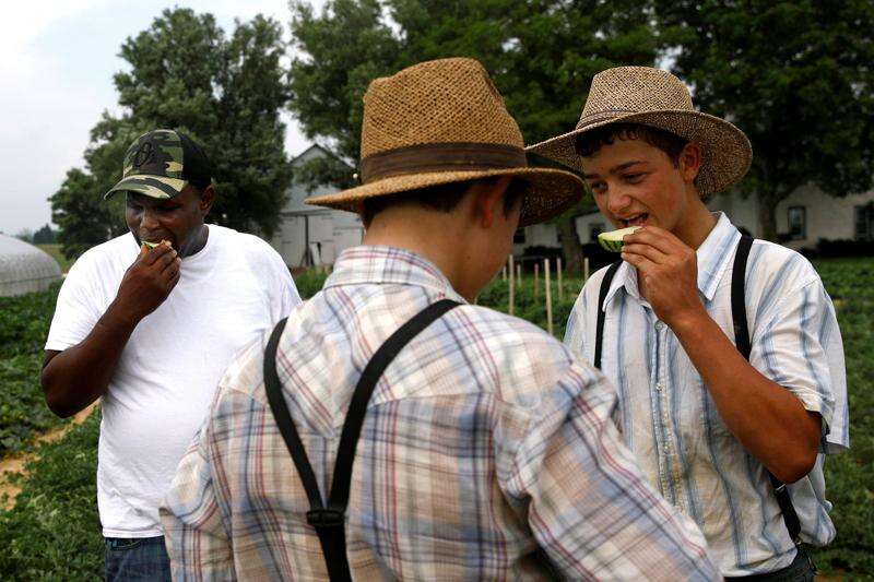 Ties between urban horsemen Mennonites bolster old trade The