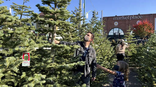 $22 million worth of trees are coming to Colorado – The Durango Herald