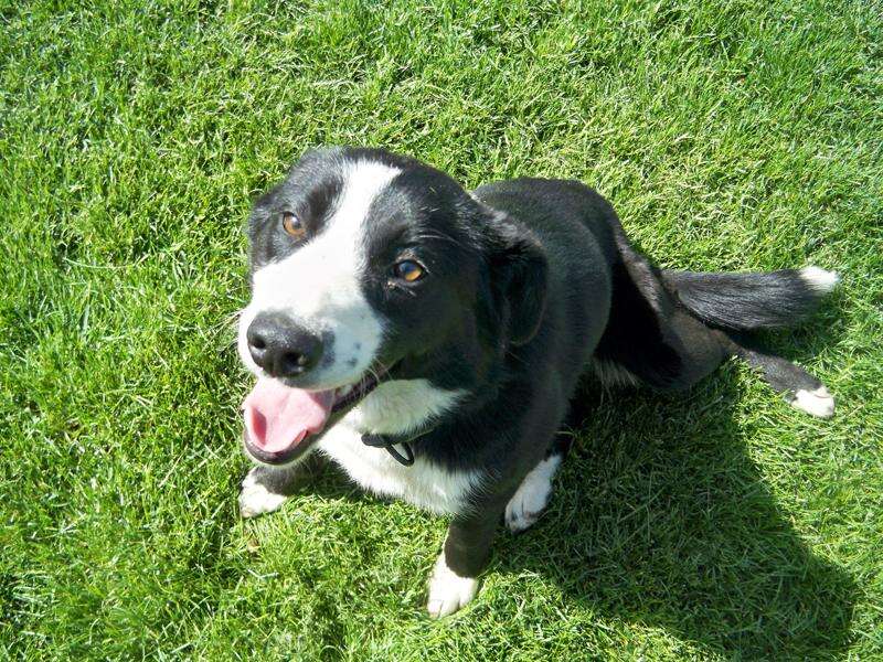 Short haired border collie lab mix top
