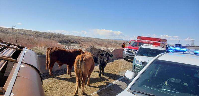 Wreck involving vehicle, two cows blocks portion of Hwy. 36 in Morgan Co.