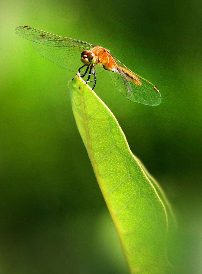 Study gauges insecticide effects on monarch butterflies • News