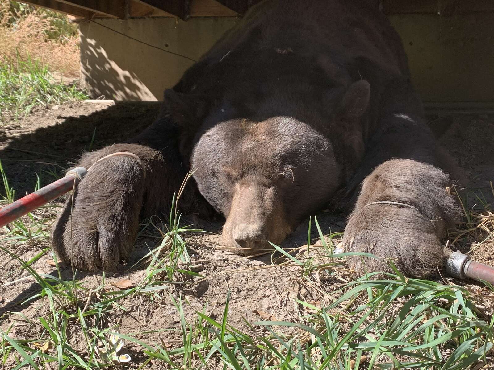 Wildlife officials remove 400-pound black bear napping under a