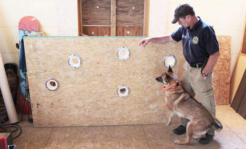 how are cadaver dogs trained