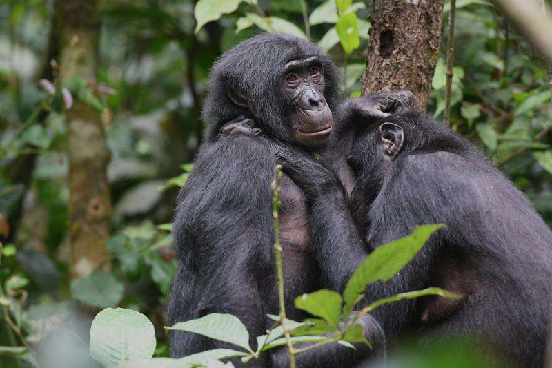 Chimpanzee with Baby 2020