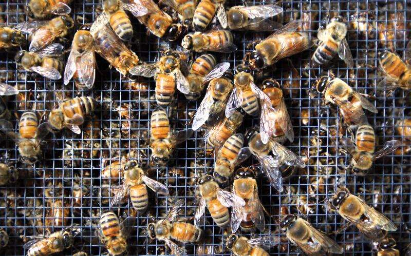 Veterans use beekeeping to improve well being - VA News