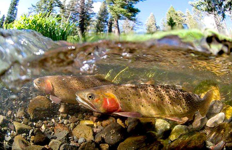 Lake trout, Freshwater, Spawning, Migration