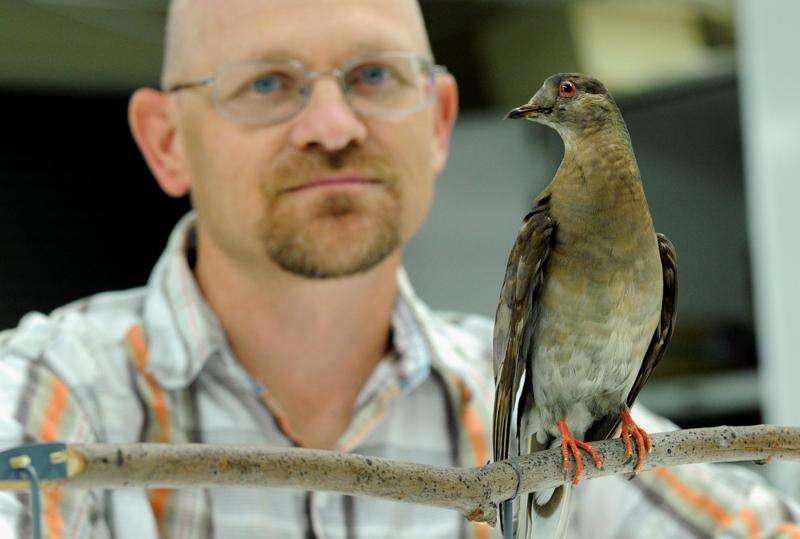 3 Billion to Zero: What Happened to the Passenger Pigeon?