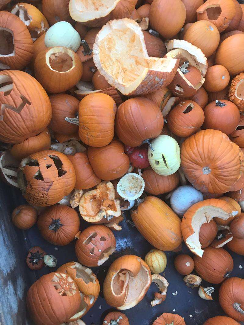 Warning over discarding pumpkins in country parks after Halloween due to  danger to wildlife