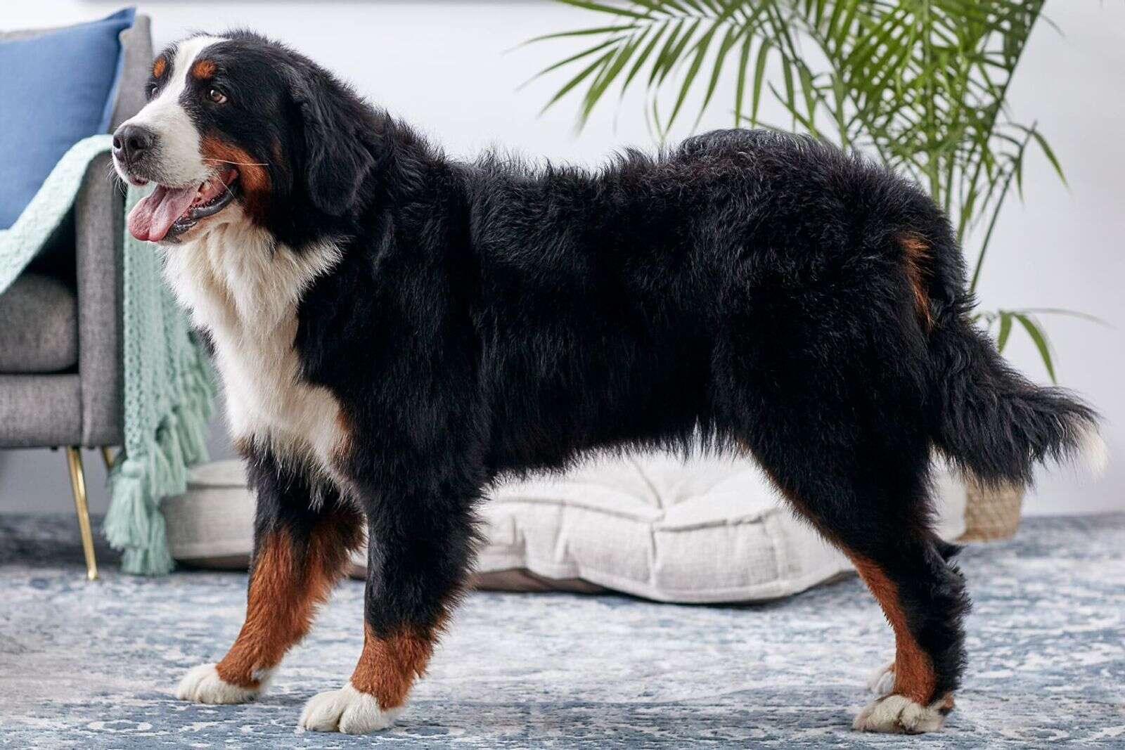 do bernese mountain dogs have health problems