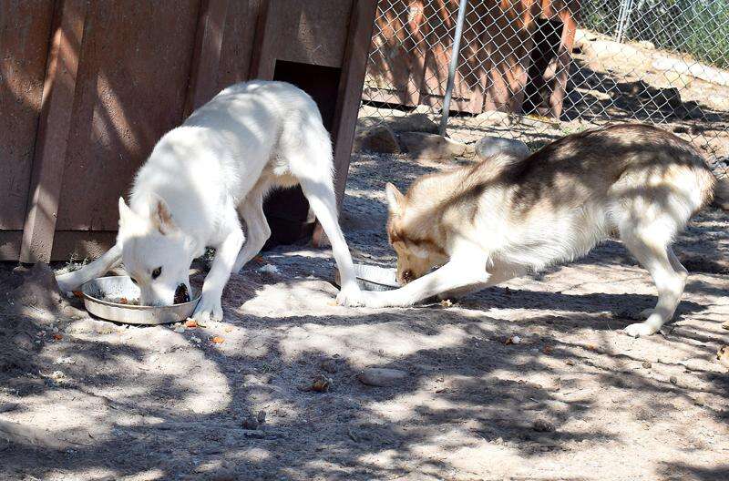 Wolfwood sale animal rescue