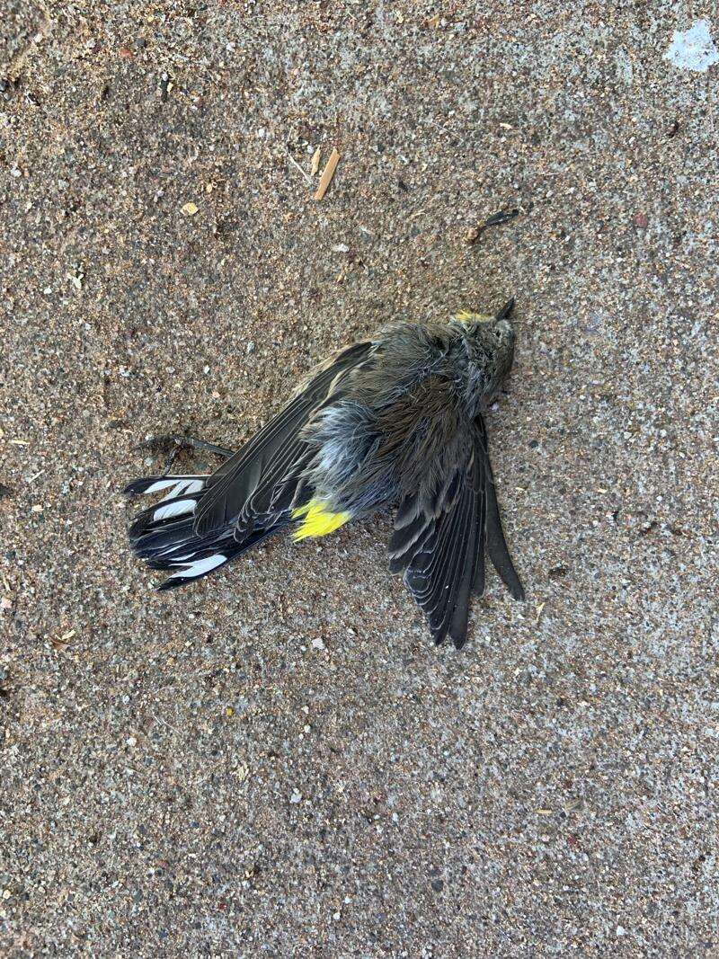 Massive bird die-off 'is an alarm' according to NMSU researcher