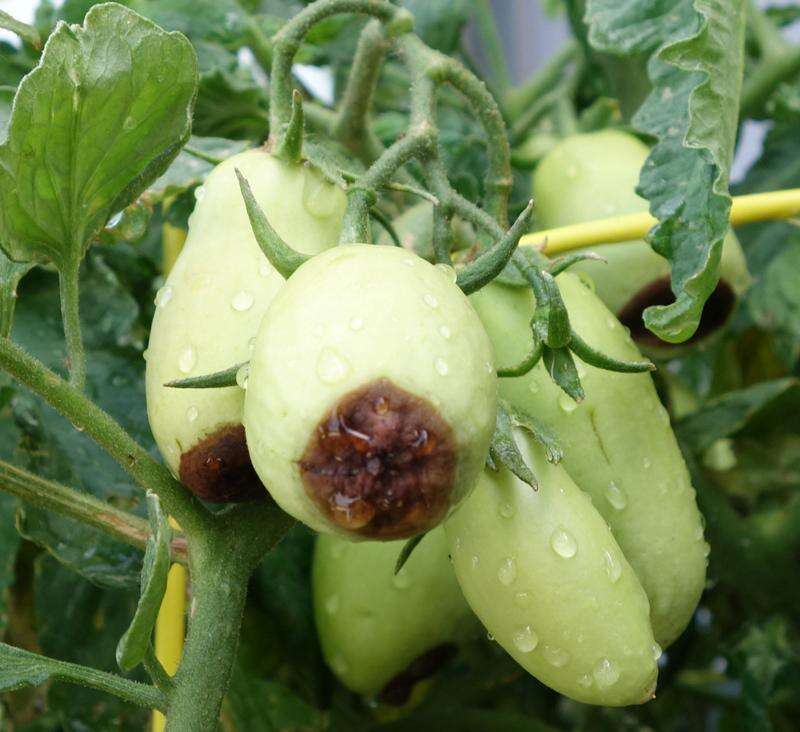 Plant food can prevent blossom end rot The Journal