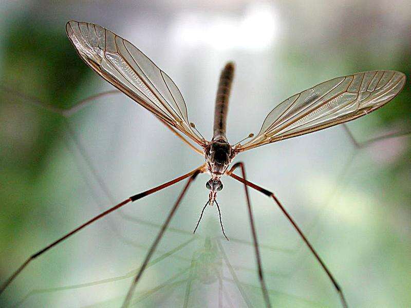Bugs that eat mosquitoes top