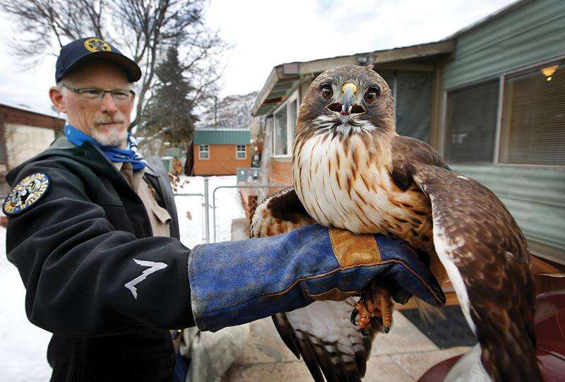 red tailed hawk wings