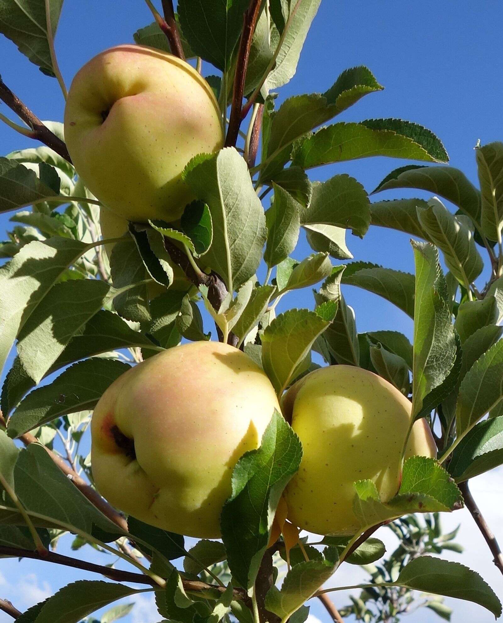 apple trees in fall